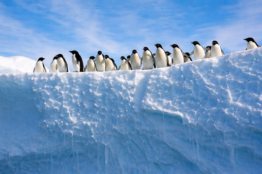 Penguins in the wild